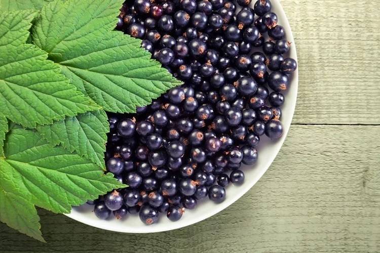 Черная смородина польза и вред