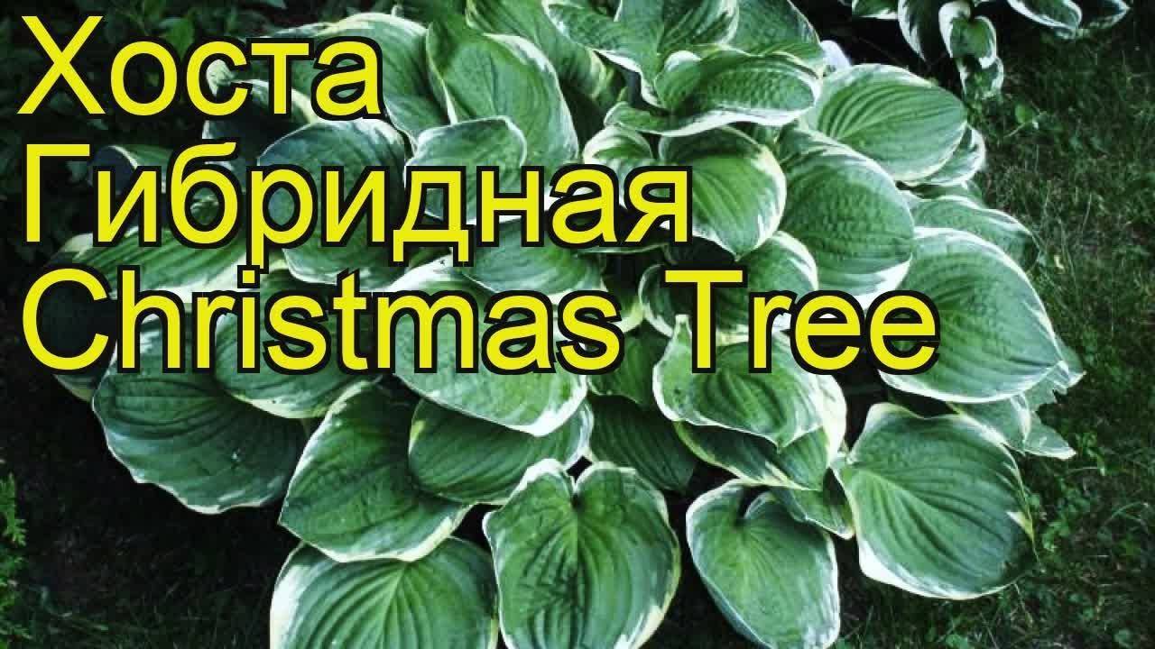 Описание и характеристики хосты сорта Блю ангел, правила посадки и уход