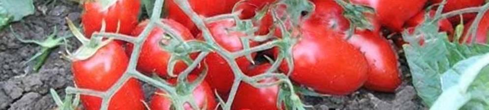 Индетерминантные и детерминантные помидоры: описание, отличия, сорта
