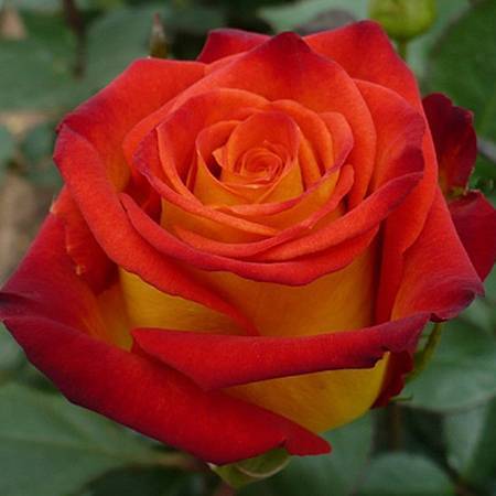 Роза уизли (wisley) — описание сортового шраба