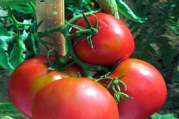 Описание сорта помидора Воевода, его выращивание и уход