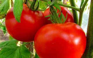 Стоит ли пробовать вырастить томат «пузата хата» и чем он может приглянуться новичкам и опытным фермерам