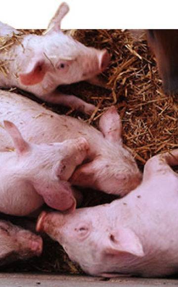Клиническая картина цистицеркоза как основного паразитарного заболевания свиней