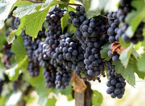 Почему не цветет и не плодоносит виноград и что делать, меры профилактики