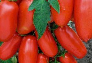 Характеристика и описание сорта томатов «розовое чудо»
