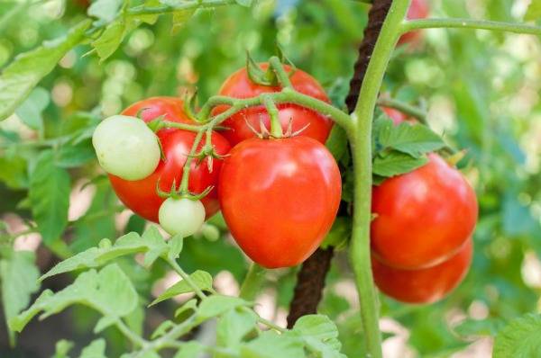 Штамбовые помидоры: что это такое, лучшие сорта, агротехника