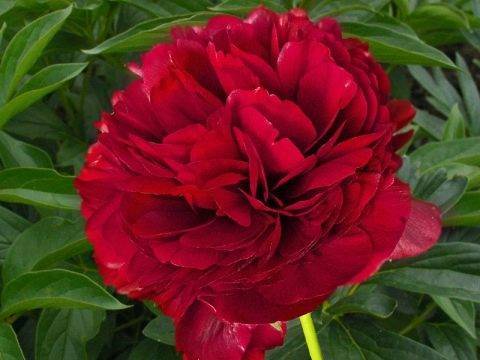 Пион ред чарм (paeonia red charm) — характеристики сорта