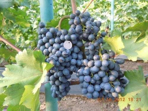 Столовый виноград сорта кеша: описание, нюансы посадки и ухода