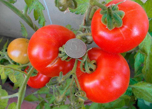 Выносливые помидоры — томат раджа: описание сорта и характеристики, отзывы об урожайности
