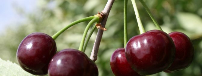 Описание вишни сорта расплетка и тонкости выращивания