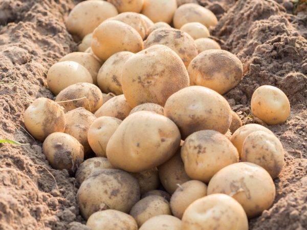 Все особенности сорта картофеля наташа: описание, фото, нюансы выращивания и ухода