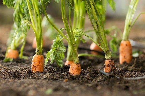 Керосин против сорняков. как обработать морковь керосином от сорняков
