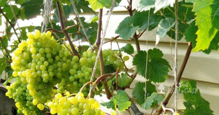 Виноград монарх — истинный король виноградника