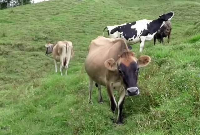Лечение копытной гнили у коров