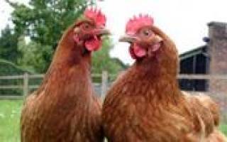Как определить возраст курицы несушки и отличить старую от молодой