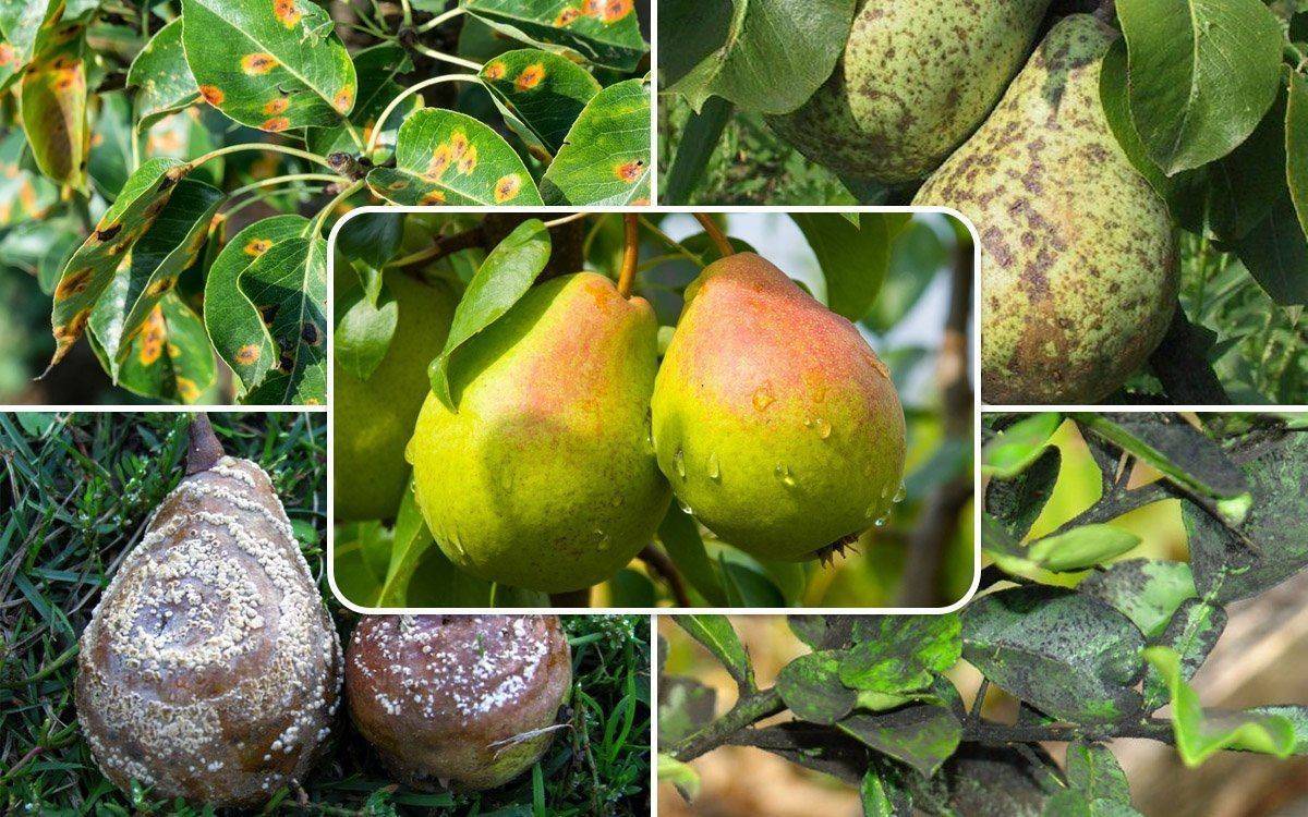 Почему гниют плоды груши на дереве и что делать, меры борьбы с болезнью