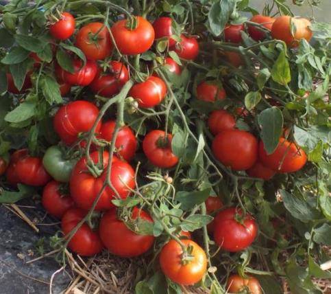 Простой сорт томата «алпатьева 905 а»: характеристика и описание помидор, фото созревших плодов, особенности выращивания