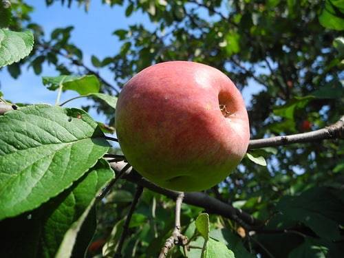 Яблоня июльское черненко: описание, руководство по выращиванию