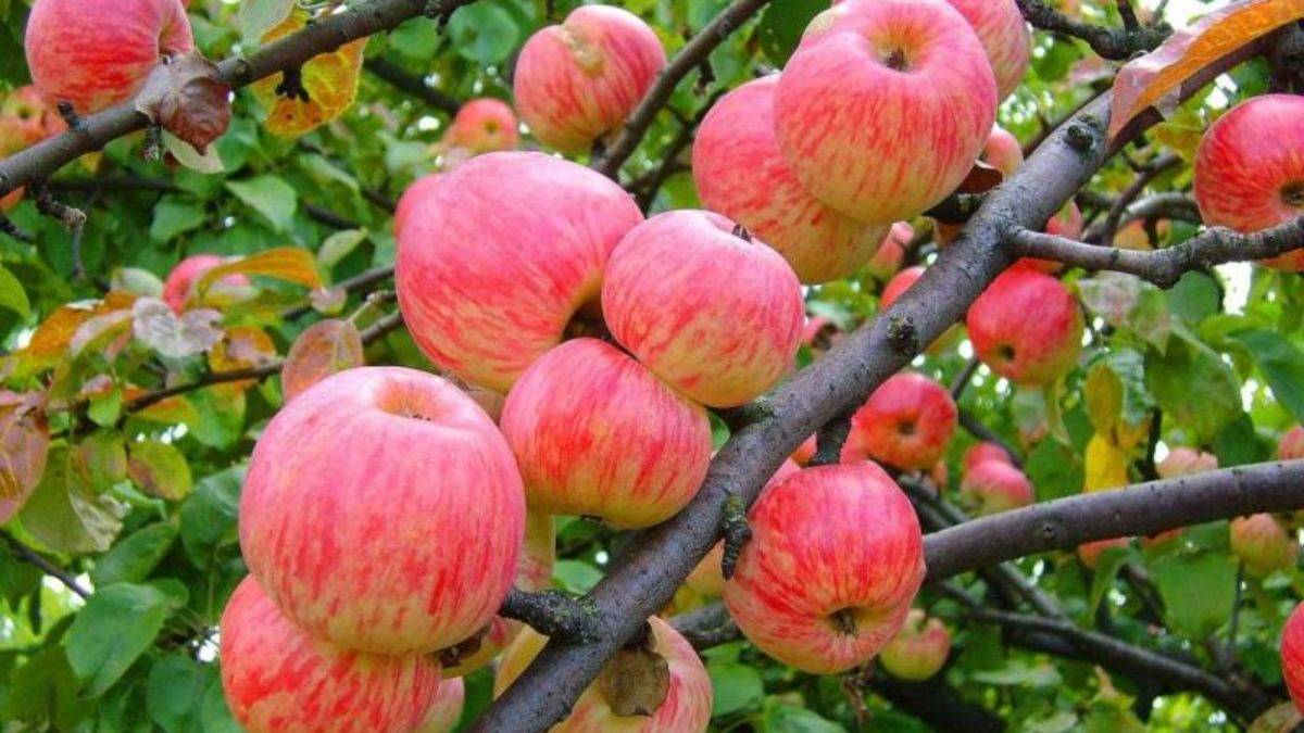 Правильный уход за молодой яблоней. календарь мероприятий