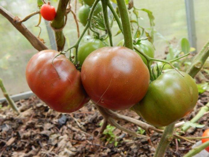 Ещё один тёмный сорт томата — «шоколадное чудо», описание салатного помидора