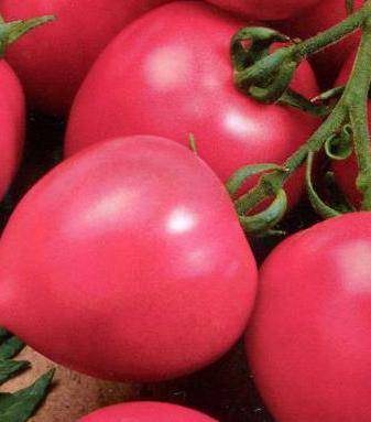 Сорт томата «дар заволжья розовый»: описание, характеристика, посев на рассаду, подкормка, урожайность, фото, видео и самые распространенные болезни томатов