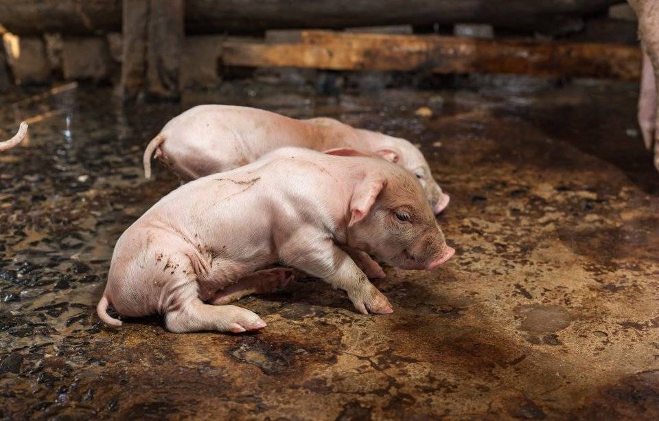 Продолжительность жизни домашней свиньи: от чего она зависит
