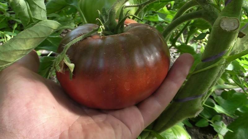 Как вырастить томат черный барон
