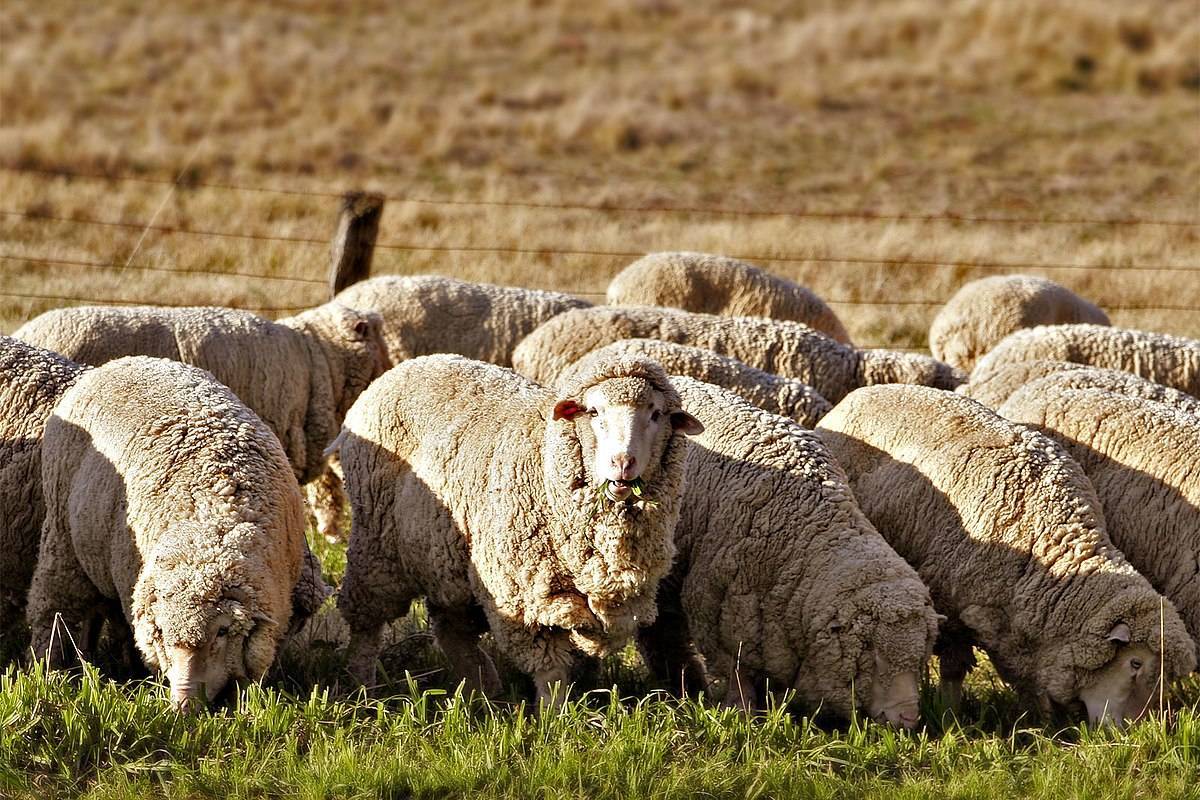 Овцеводство: особенности и перспективы разведения