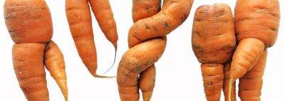 Как избавиться от тли на моркови