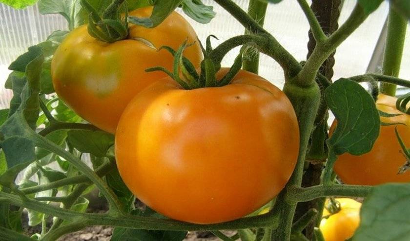 Характеристика томатов сорта черри вишня