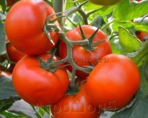Характеристика и описание сорта томата Хайнц, его урожайность