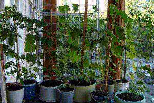 Огурцы на балконе: секреты выращивания и ухода. выбор сорта и советы по получению большого урожая (120 фото и видео)