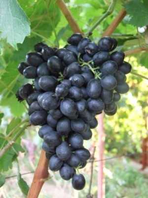 Особенности черного винограда кишмиш аттика