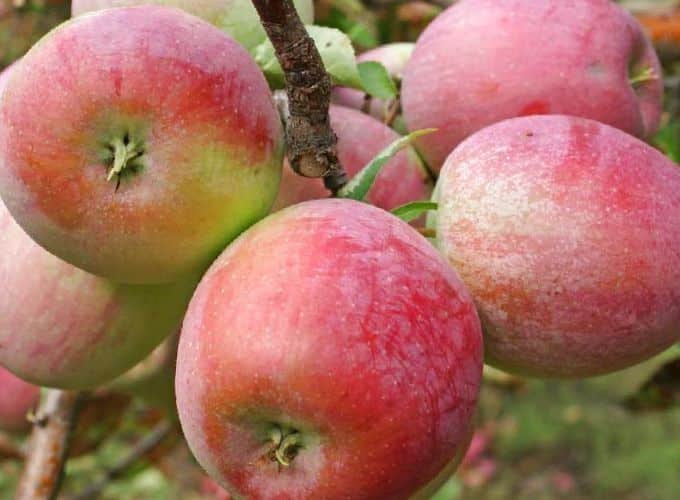 Яблоня услада — украшение сада
