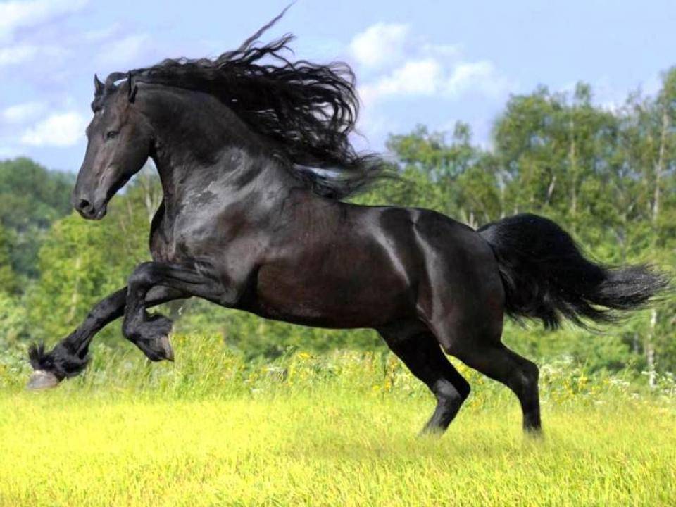Какая лошадь называется иноходцем и как ее тренируют