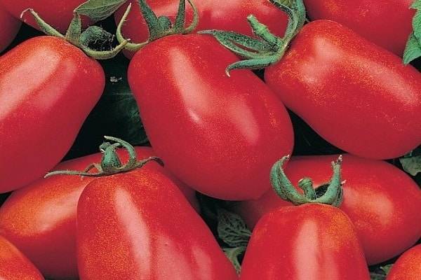 Описание сорта томата Служебный роман, особенности выращивания и ухода