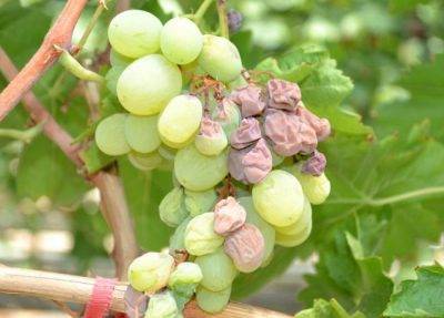 Обработка винограда после зимы от болезней и вредителей