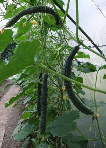Выращивание и описание сорта огурца Китайский змей