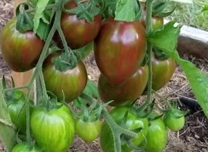 Сорт томата “маруся” – украшение вашей грядки