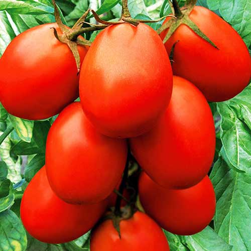 Описание томатов яблочных сортов