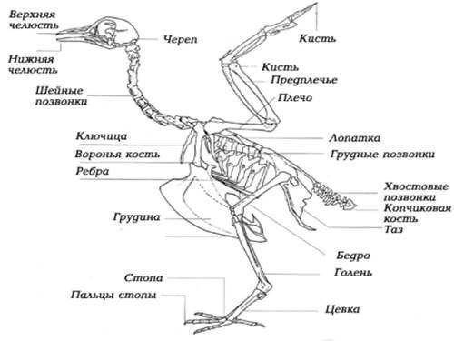 Все о диагностике, лечении и профилактике кнемидокоптоза у птиц