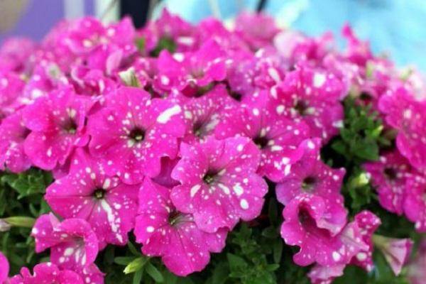Многоцветковая петуния: какой бывает и как ее правильно выращивать?