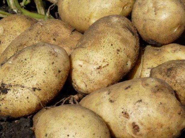 Описание сорта картофеля Санте, его характеристика и выращивание