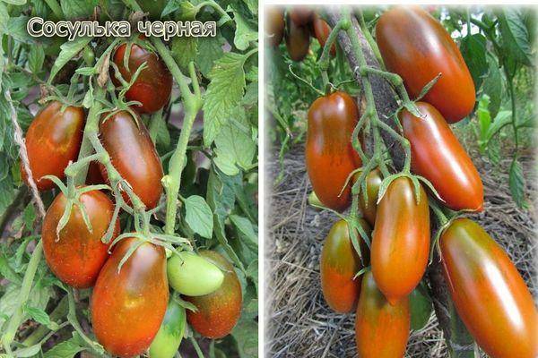 Описание сорта томата малиновое вино, его характеристика и урожайность