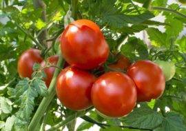 Список суперранних и скороспелых сортов томата, с подробным описанием характеристик