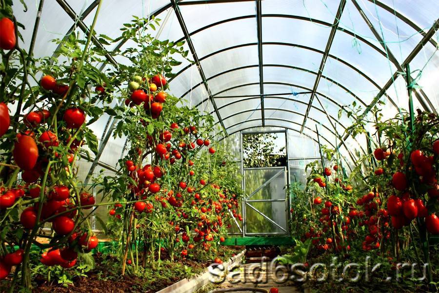 Выращивание помидоров в теплице – секреты обильного урожая