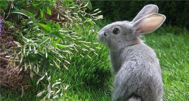 Какими витаминами кормить кроликов