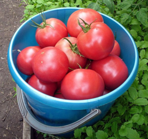 Неустойчивый к заболеваниям, но очень вкусный томат — турбореактивный: отзывы, описание сорта