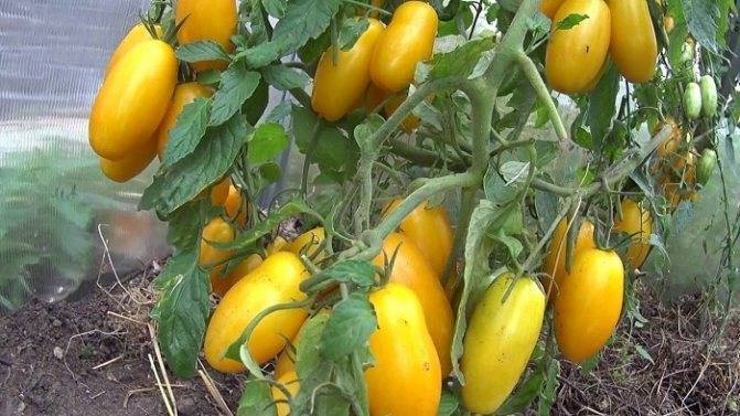 Томат банан — описание сорта, урожайность, фото и отзывы садоводов