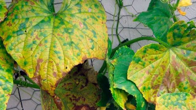 Почему желтеют листья у огурцов на подоконнике
